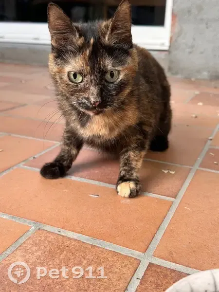 Chatte Écaille 1 an trouvée à Gap - photo