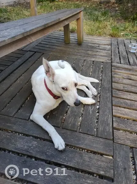 Chienne blanche tachetée trouvée à Bègles - photo