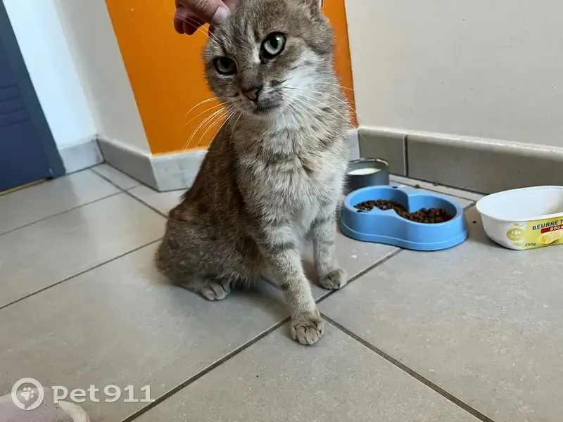 Chatte tigrée grise amaigrie trouvée à Riom - photo
