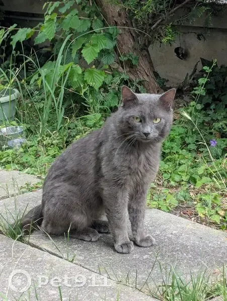 Chat trouvé, queue coupée, amaigri, Chelles - photo