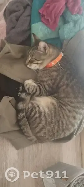 Chat perdu à Estevelles, Rue de la Délivrance - photo