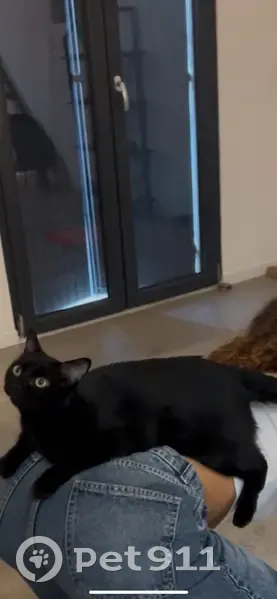 Chatte noire perdue à Codolet, aidez-nous ! - photo