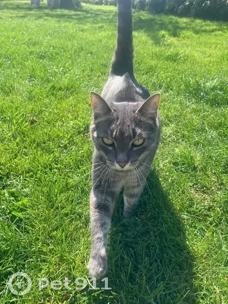 Chatte grise perdue à Barlin, 12 ans - photo
