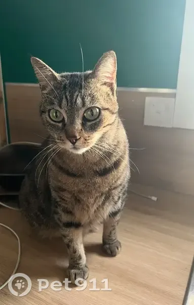 Chatte tigrée perdue à Arpajon - photo