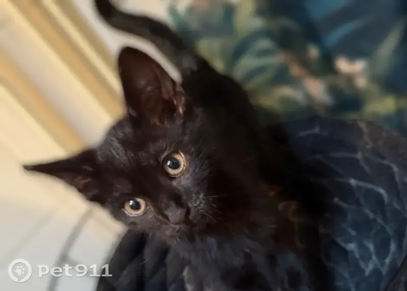 Chaton trouvé à Wattrelos, cherche foyer - photo