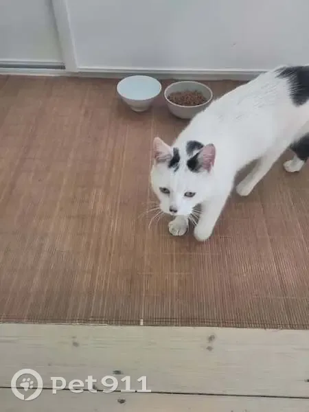 Chat blanc-noir trouvé, sociable, pucé Lille - photo