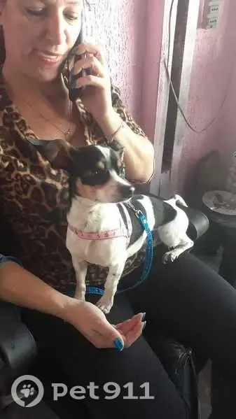 Cachorro encontrado - photo