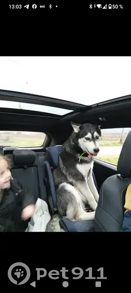 Husky mâle perdu à Livron-sur-Drôme - photo
