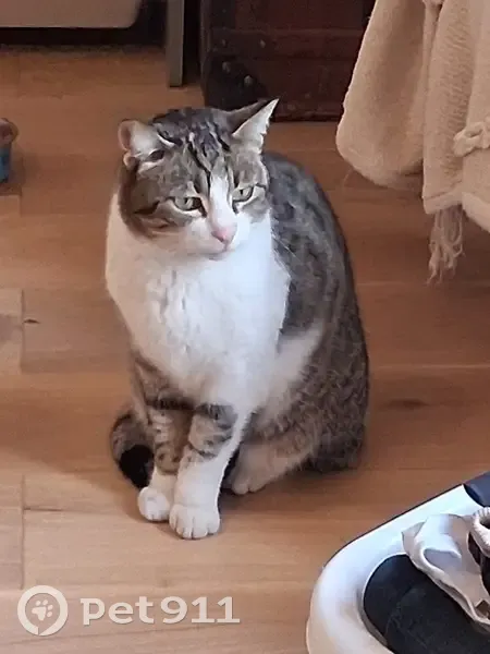Chatte Chaussette perdue à Fuveau - photo