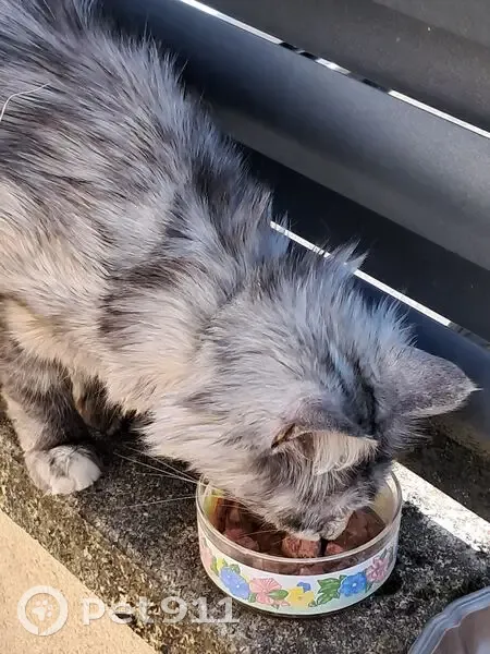 Chat gris et blanc trouvé rue Jean Cecille - photo