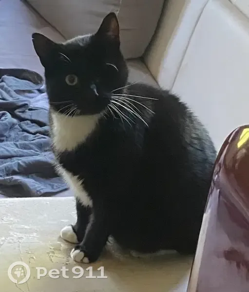 Chat perdu : Chamallow, noir et blanc, Metz - photo