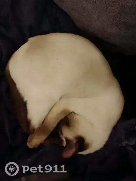 Chat perdu yeux bleus, Chemin de l'Union - photo