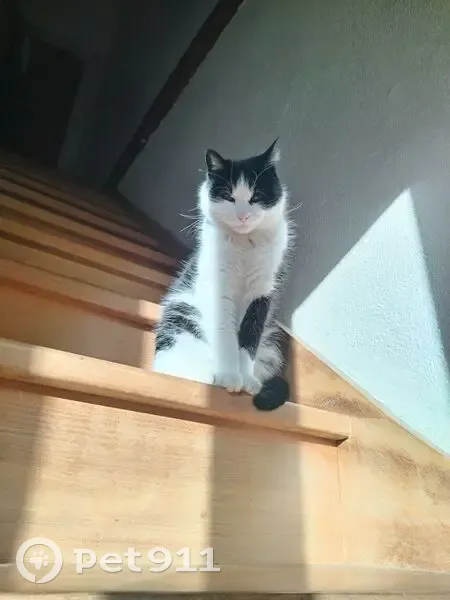 Chat perdu noir et blanc à Palaiseau - photo