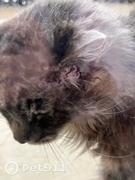 Chat blessé à soigner, aide urgente demandée - photo