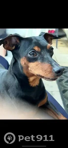 Chien noir et marron perdu à Arpajon - photo