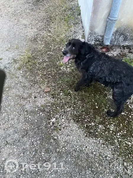 Chien affectif trouvé rue du Jura, Louhans - photo