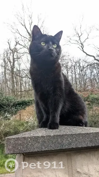 Chatte noire perdue à Lissieu - photo