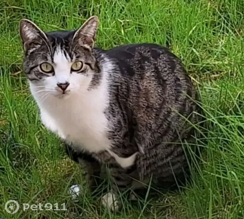 Chat gris-marron perdu à Rouen, rue Mac Orlan - photo