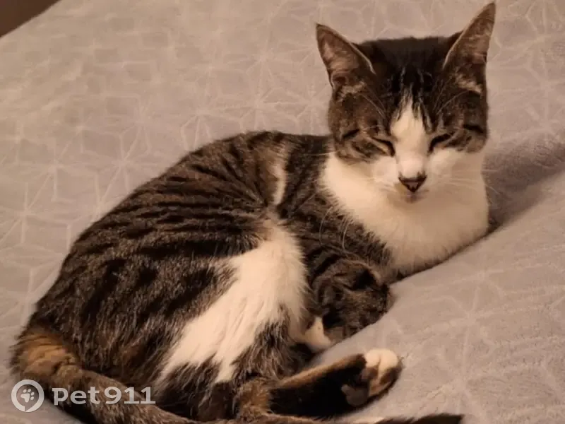 Chat perdu à Rouen : mâle gris-marron, pucé - photo