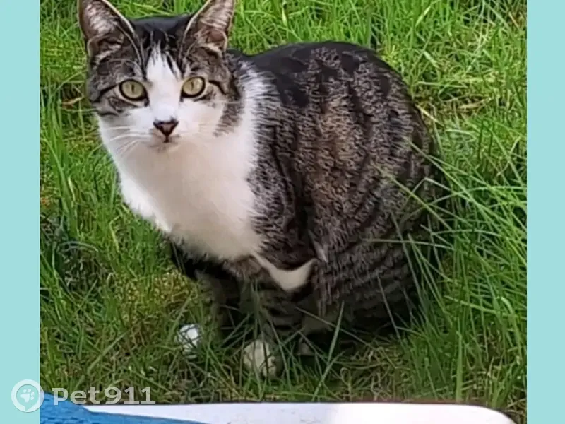 Chat perdu à Rouen : gris, marron, blanc - photo