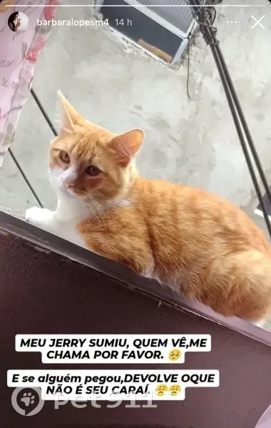 Gato desaparecido - photo