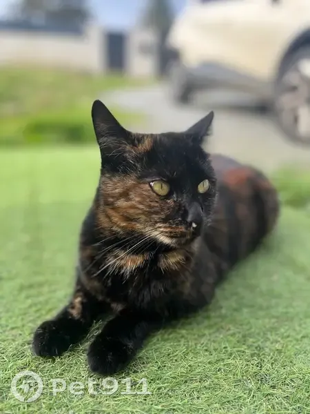 Chatte écaille perdue à Yvrac - photo