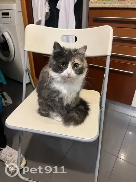 Petite chatte perdue à Vincennes - photo
