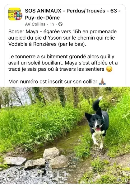 Maya, border collie perdue à Chassagne - photo