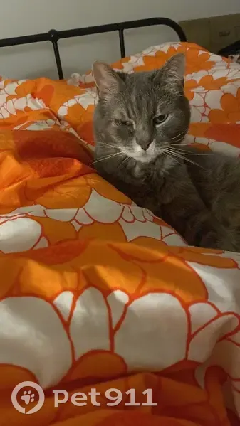 Chat gris tigré perdu à Rouen, œil coulant - photo