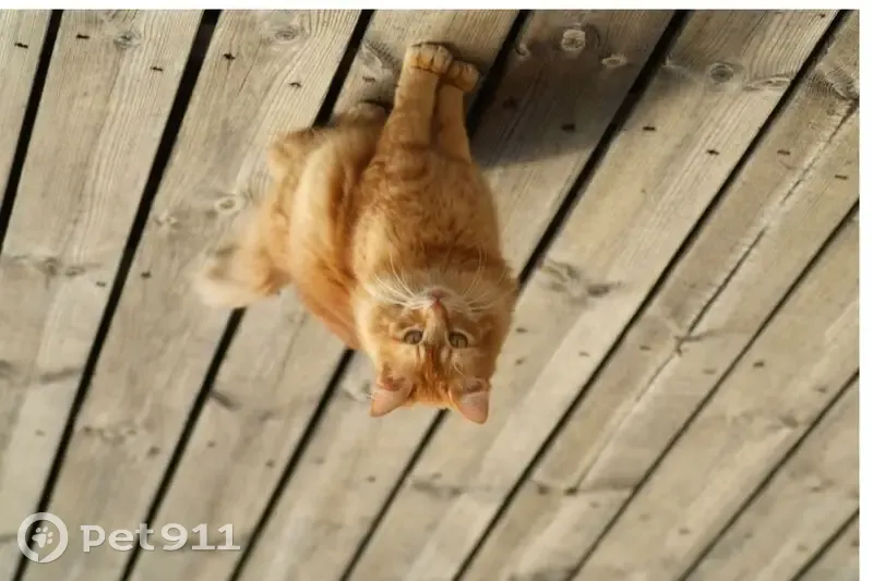 Chat roux perdu, yeux verts, Colombes - photo