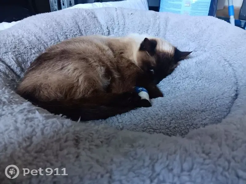 Chat siamois perdu à Sorgues, aidez-nous ! - photo