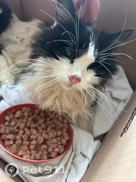 Chatte blanche/noire affaiblie à la SPA Saintes - photo