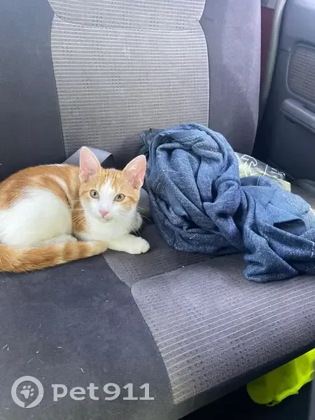 Chaton roux trouvé près des jardins de Fléac - photo