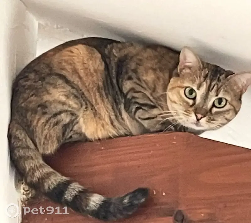 Minette, chat craintif perdu après orage - photo