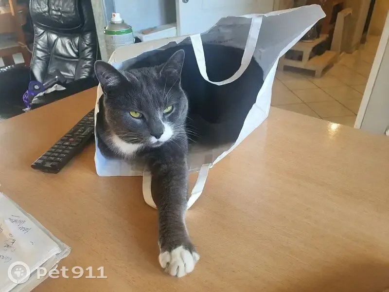 Chat perdu : Grisouille, gris et blanc, sociable - photo