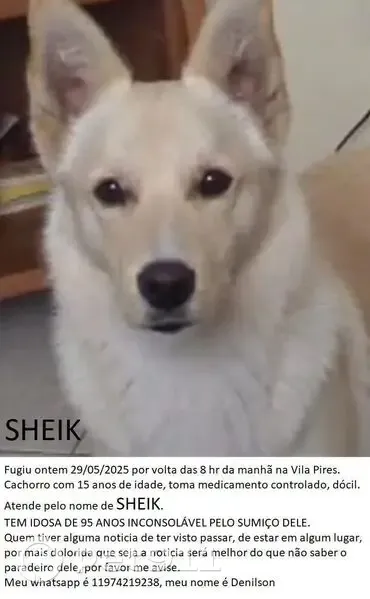 Cachorro perdido Macho (brl000969) - photo