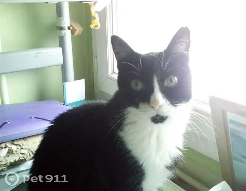 Chat perdu : Peluche, noir et blanc, Sevran - photo