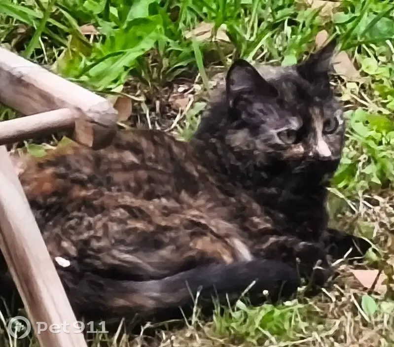 Malou, chatte écaille perdue à Porspoder - photo