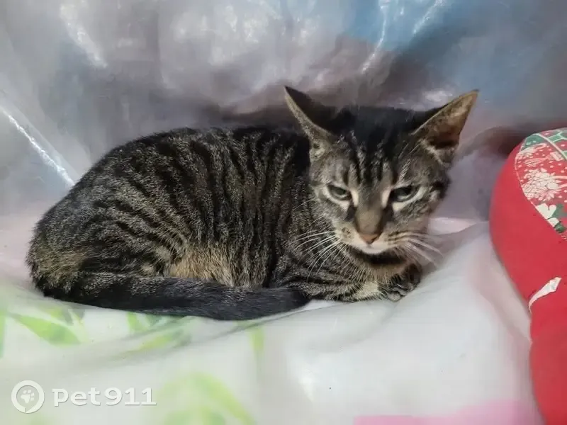 Chatte tigrée perdue à Caen - photo