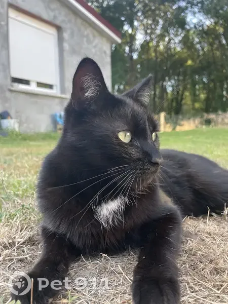 Chat noir perdu à Izon, impasse la Vergne - photo