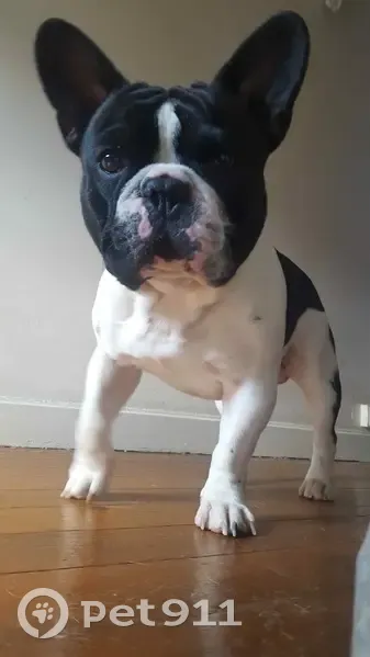 Chien perdu noir et blanc, Max, Achery - photo