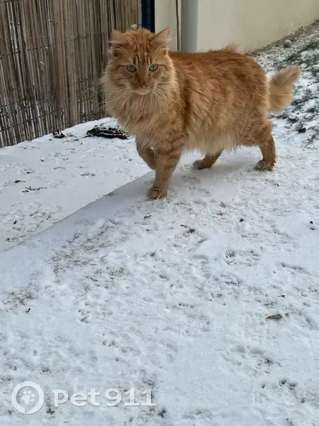Chat perdu à Reynel : très câlin et peureux - photo