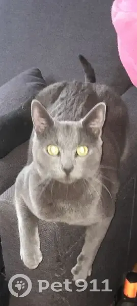 Chatte grise Xena perdue à Laval - photo