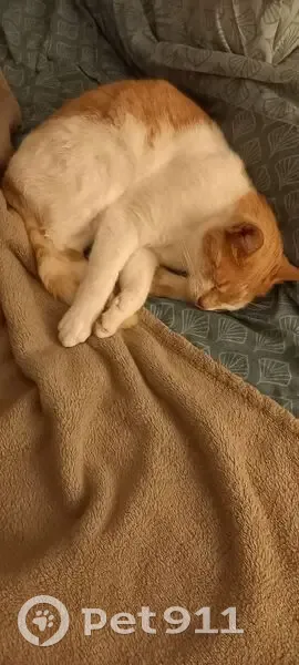 Chat perdu : Nougat, pucé, tatoué 