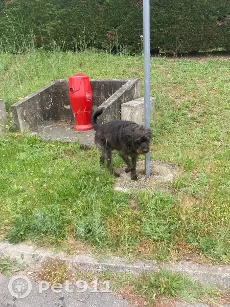 Chien trouvé, maigre, route de Bordé Neuve - photo