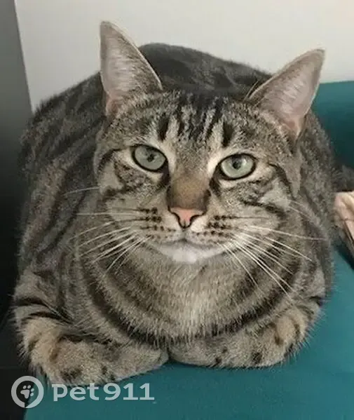Chat tigré peureux perdu à Nanterre - photo