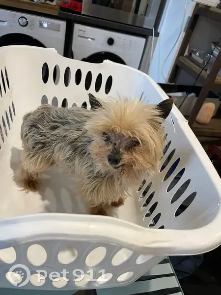 Chien trouvé à Saint-Galmier (AuRA) - photo