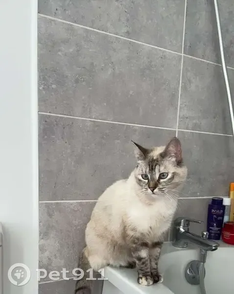 Chat siamois perdu, sociable, rue Chanzy - photo