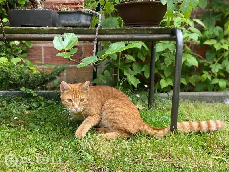 Chat perdu : Grand yeux oranges, Franconville - photo