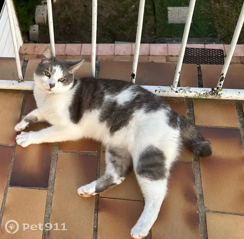 Chat perdu sans collier à Janneyrias - photo